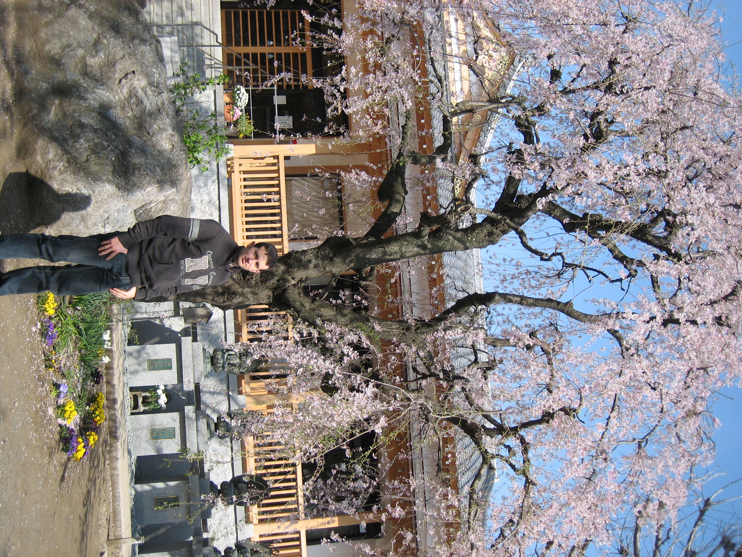 Nagatsuta en primavera, cerezos en flor